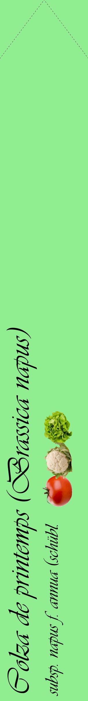 Étiquette de : Brassica napus subsp. napus f. annua (schübl. & g. martens) thell. - format c - style noire15_simple_simpleviv avec comestibilité simplifiée - position verticale