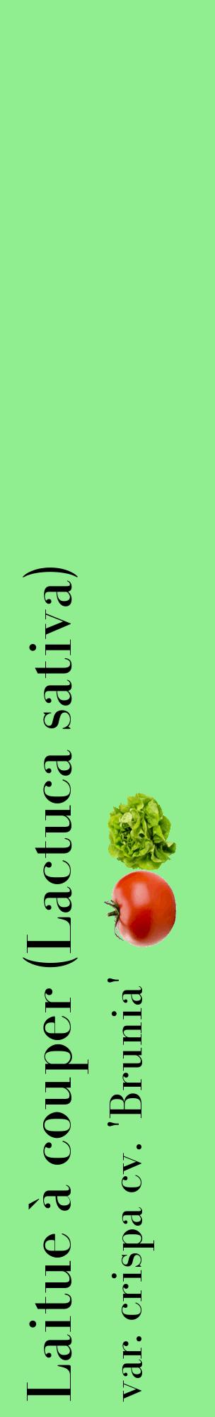 Étiquette de : Lactuca sativa var. crispa cv. 'Brunia' - format c - style noire15_basiquebod avec comestibilité simplifiée