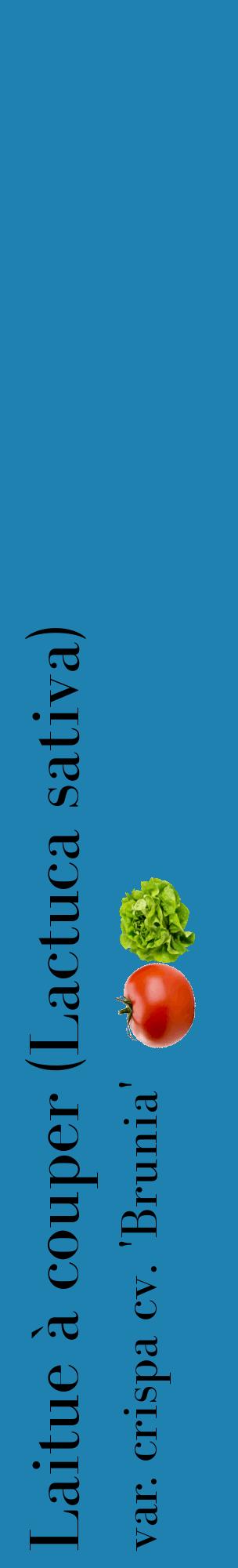 Étiquette de : Lactuca sativa var. crispa cv. 'Brunia' - format c - style noire6_basiquebod avec comestibilité simplifiée