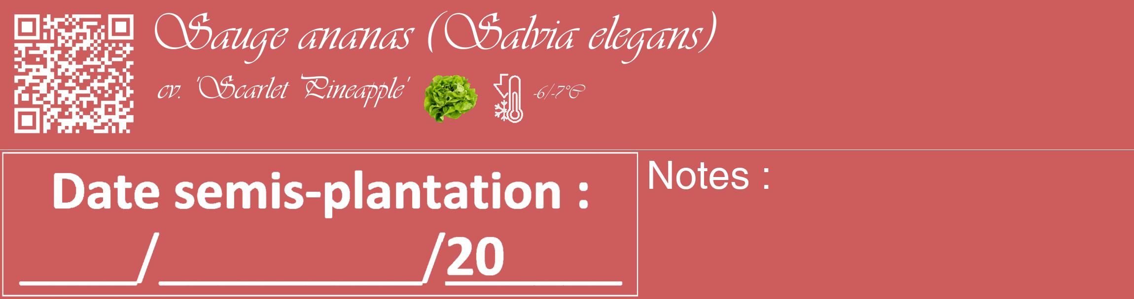 Étiquette de : Salvia elegans cv. 'Scarlet Pineapple' - format c - style blanche35_basique_basiqueviv avec qrcode et comestibilité simplifiée