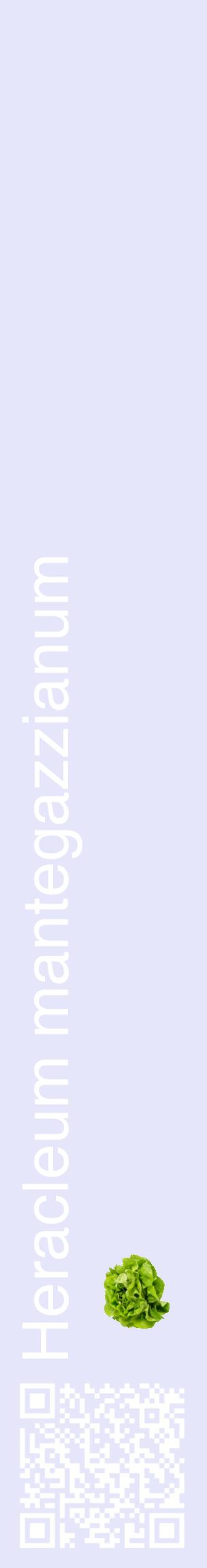 Étiquette de : Heracleum mantegazzianum - format c - style blanche55_basiquehel avec qrcode et comestibilité simplifiée
