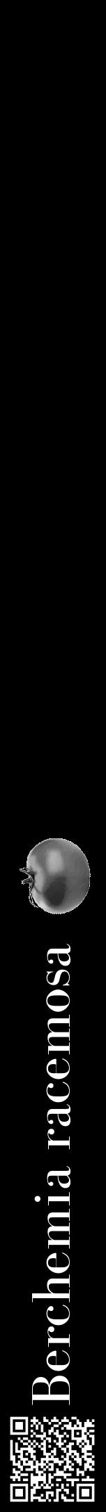 Étiquette de : Berchemia racemosa - format a - style blanche59bod avec qrcode et comestibilité simplifiée - position verticale
