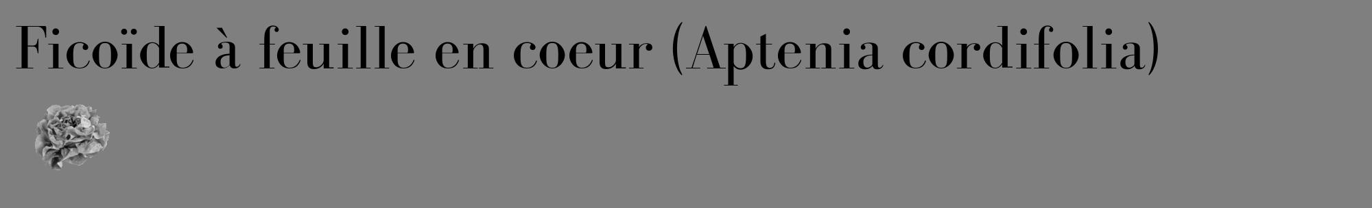 Étiquette de : Aptenia cordifolia - format c - style noire57_basique_basiquebod avec comestibilité simplifiée