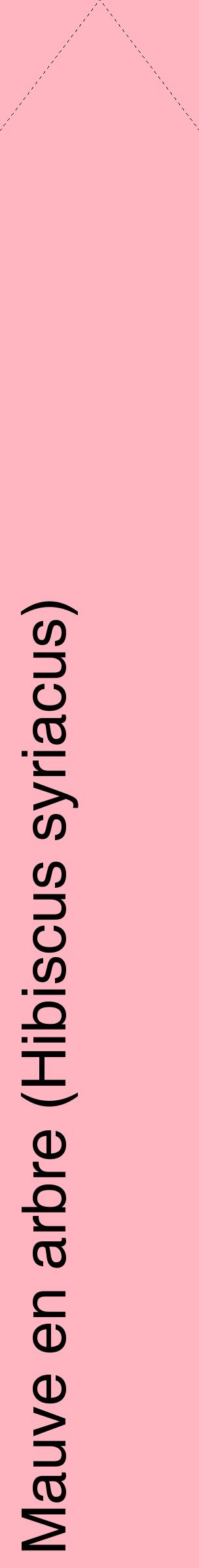Étiquette de : Hibiscus syriacus - format c - style noire41_simplehel avec comestibilité