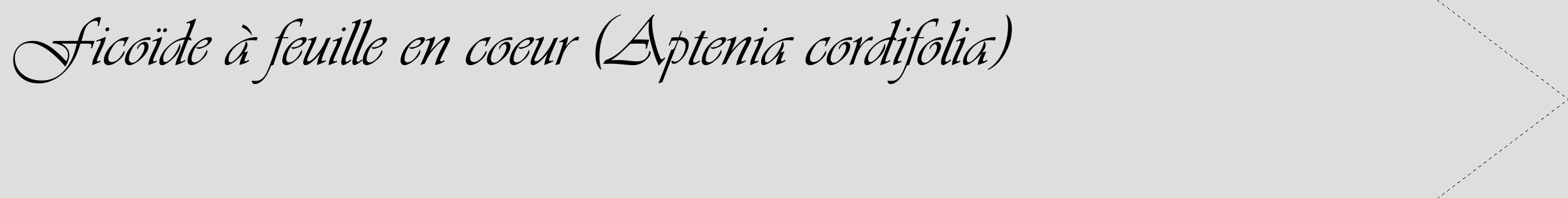Étiquette de : Aptenia cordifolia - format c - style noire20_simple_simpleviv avec comestibilité