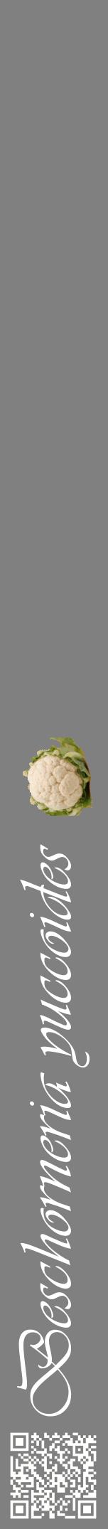 Étiquette de : Beschorneria yuccoides - format a - style blanche57viv avec qrcode et comestibilité simplifiée