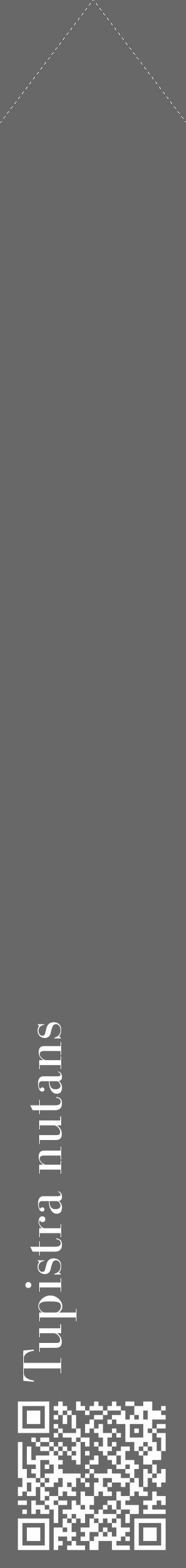 Étiquette de : Tupistra nutans - format c - style blanche43_simple_simplebod avec qrcode et comestibilité - position verticale