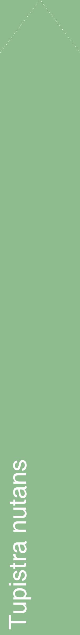 Étiquette de : Tupistra nutans - format c - style blanche13_simplehel avec comestibilité