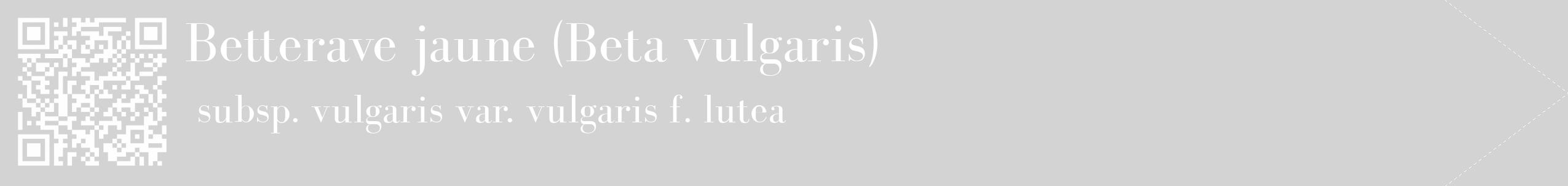 Étiquette de : Beta vulgaris subsp. vulgaris var. vulgaris f. lutea - format c - style blanche56_simple_simplebod avec qrcode et comestibilité