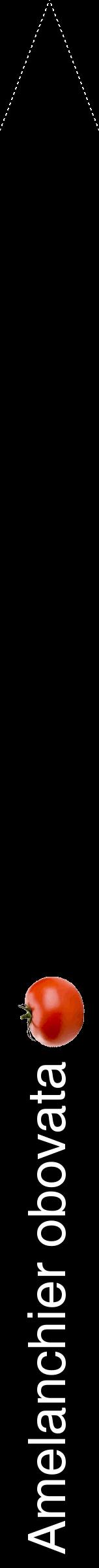Étiquette de : Amelanchier obovata - format b - style blanche59hel avec comestibilité simplifiée