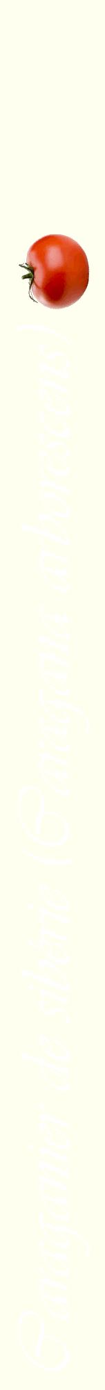 Étiquette de : Caragana arborescens - format a - style blanche19viv avec comestibilité simplifiée