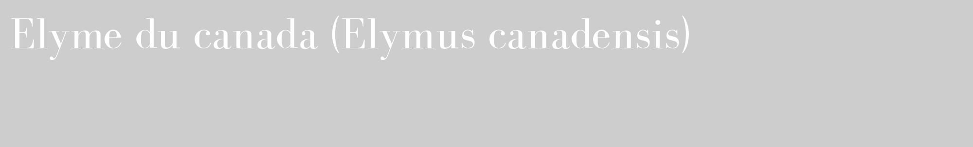 Étiquette de : Elymus canadensis - format c - style blanche41_basique_basiquebod avec comestibilité