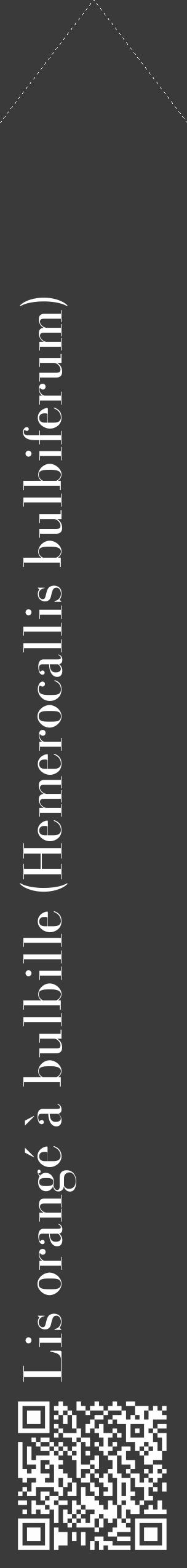 Étiquette de : Hemerocallis bulbiferum - format c - style blanche8_simple_simplebod avec qrcode et comestibilité - position verticale