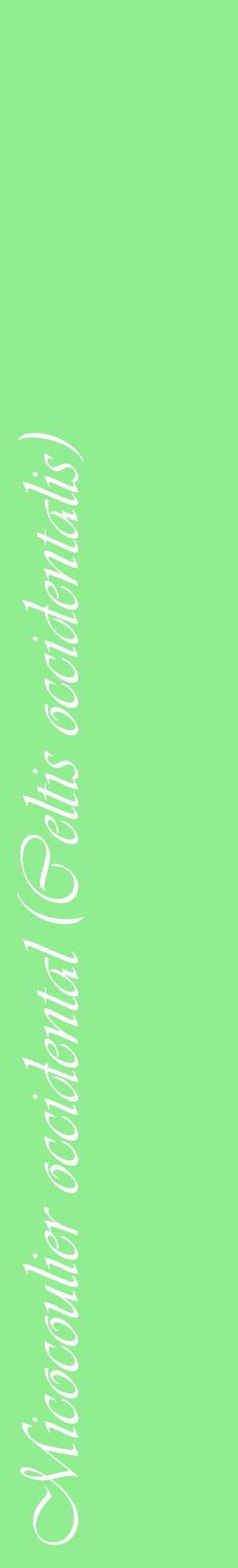 Étiquette de : Celtis occidentalis - format c - style blanche15_basiqueviv avec comestibilité
