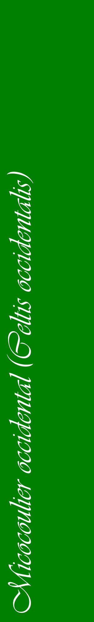Étiquette de : Celtis occidentalis - format c - style blanche9_basiqueviv avec comestibilité