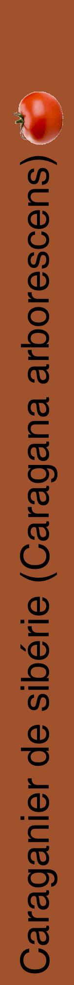 Étiquette de : Caragana arborescens - format a - style noire32hel avec comestibilité simplifiée