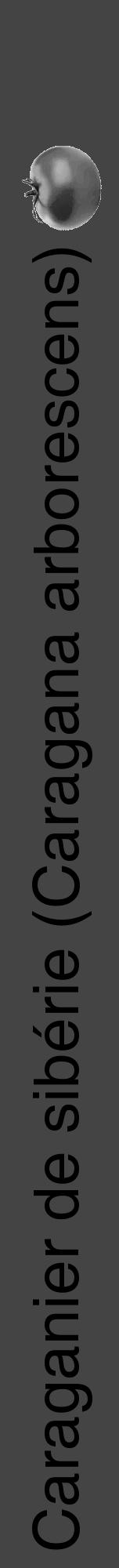 Étiquette de : Caragana arborescens - format a - style noire48hel avec comestibilité simplifiée - position verticale