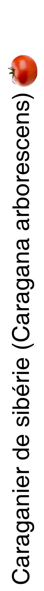Étiquette de : Caragana arborescens - format a - style noire60hel avec comestibilité simplifiée