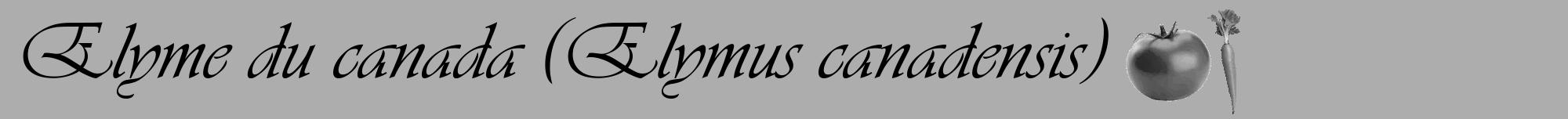 Étiquette de : Elymus canadensis - format a - style noire22viv avec comestibilité simplifiée