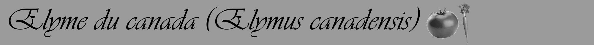 Étiquette de : Elymus canadensis - format a - style noire52viv avec comestibilité simplifiée