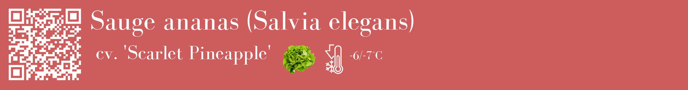 Étiquette de : Salvia elegans cv. 'Scarlet Pineapple' - format c - style blanche35_basique_basiquebod avec qrcode et comestibilité simplifiée
