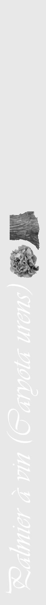 Étiquette de : Caryota urens - format a - style blanche55viv avec comestibilité simplifiée - position verticale