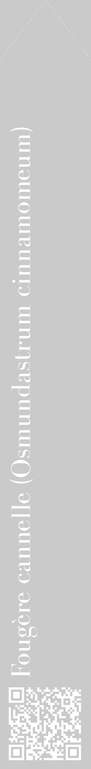 Étiquette de : Osmundastrum cinnamomeum - format c - style blanche21_simple_simplebod avec qrcode et comestibilité - position verticale