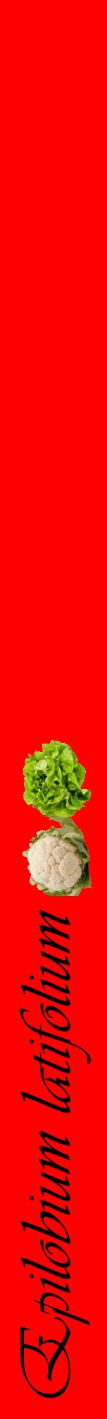 Étiquette de : Epilobium latifolium - format a - style noire27viv avec comestibilité simplifiée