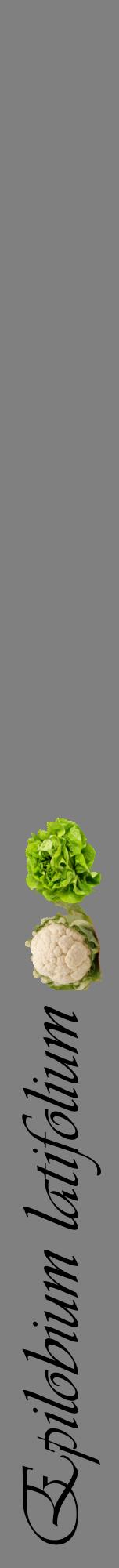 Étiquette de : Epilobium latifolium - format a - style noire57viv avec comestibilité simplifiée