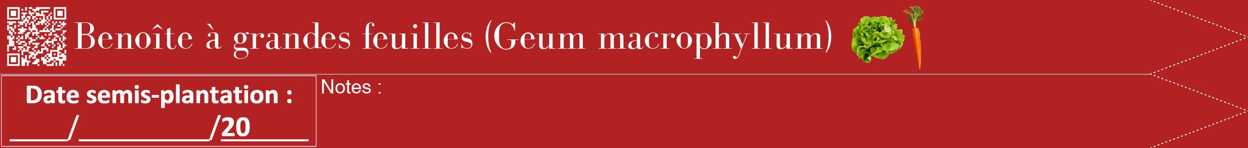 Étiquette de : Geum macrophyllum - format b - style blanche28bod avec qrcode et comestibilité simplifiée