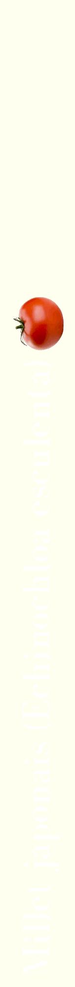Étiquette de : Echinochloa esculenta - format a - style blanche19bod avec comestibilité simplifiée