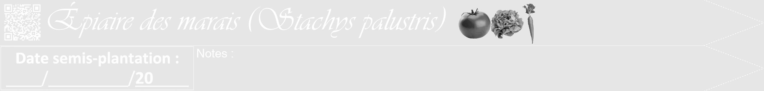 Étiquette de : Stachys palustris - format b - style blanche18viv avec qrcode et comestibilité simplifiée