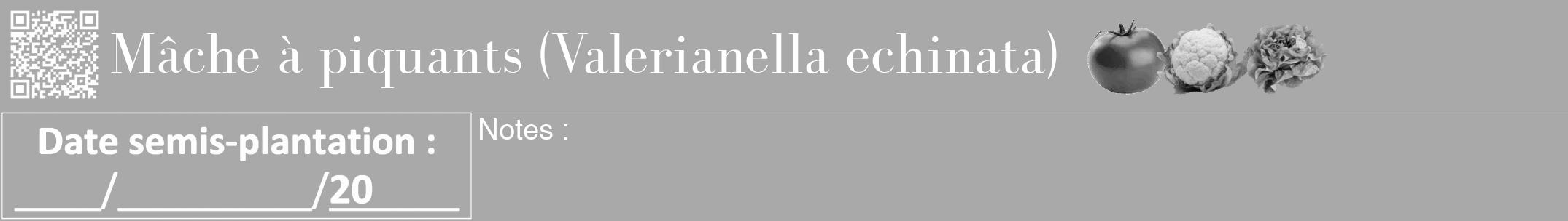 Étiquette de : Valerianella echinata - format a - style blanche13bod avec qrcode et comestibilité simplifiée