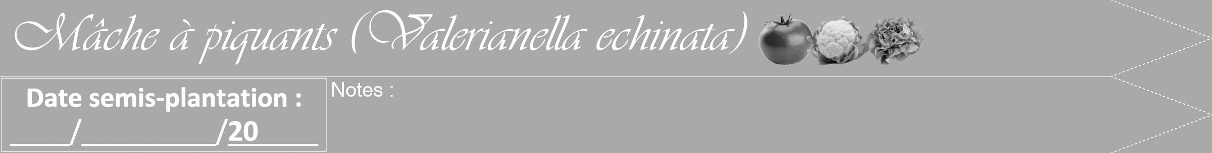 Étiquette de : Valerianella echinata - format b - style blanche13viv avec comestibilité simplifiée