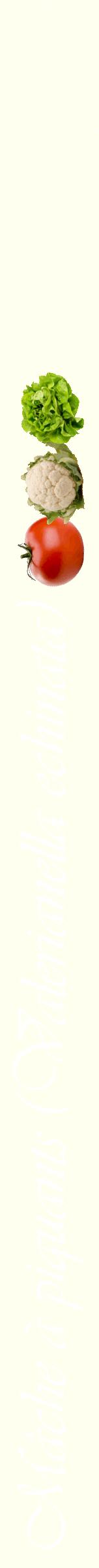 Étiquette de : Valerianella echinata - format b - style blanche19viv avec comestibilité simplifiée