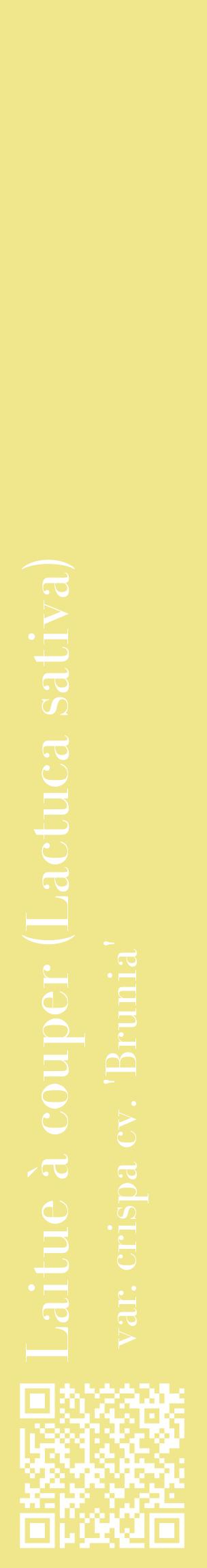 Étiquette de : Lactuca sativa var. crispa cv. 'Brunia' - format c - style blanche20_basiquebod avec qrcode et comestibilité