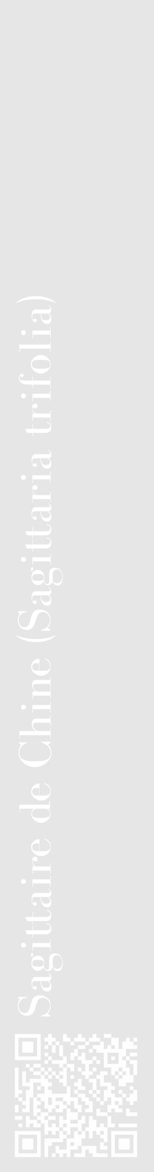 Étiquette de : Sagittaria trifolia - format c - style blanche18_basique_basiquebod avec qrcode et comestibilité - position verticale