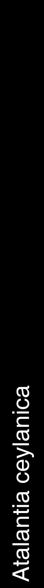 Étiquette de : Atalantia ceylanica - format a - style blanche59hel avec comestibilité