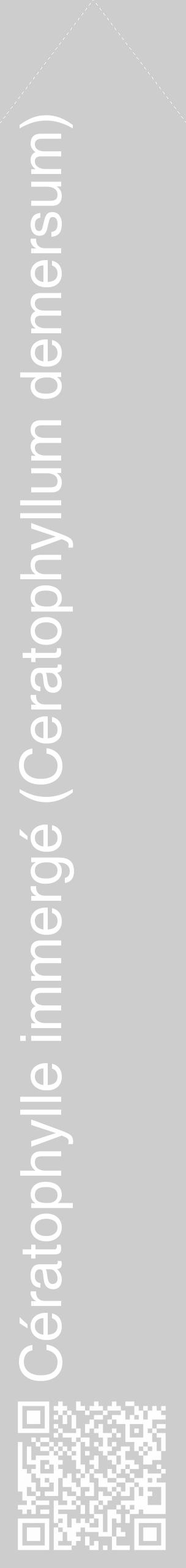 Étiquette de : Ceratophyllum demersum - format c - style blanche41_simple_simplehel avec qrcode et comestibilité - position verticale