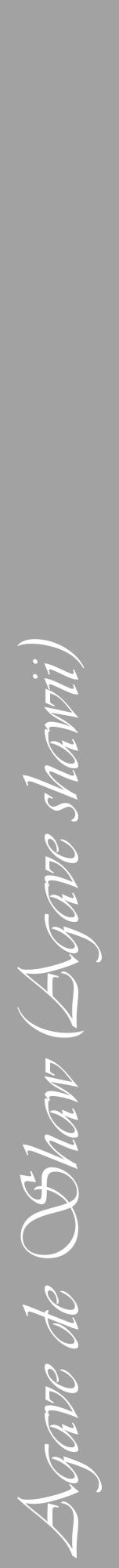 Étiquette de : Agave shawii - format a - style blanche38viv avec comestibilité - position verticale