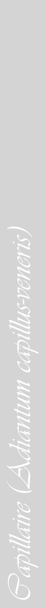 Étiquette de : Adiantum capillus-veneris - format a - style blanche40viv avec comestibilité - position verticale