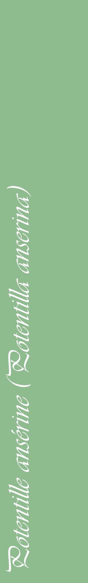 Étiquette de : Potentilla anserina - format c - style blanche13_basiqueviv avec comestibilité