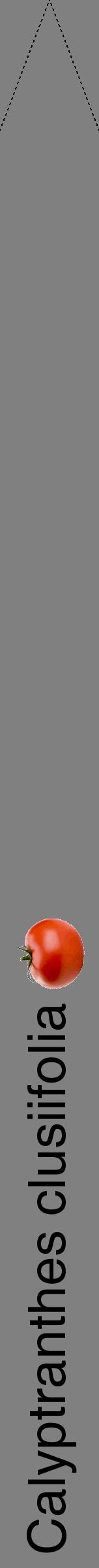 Étiquette de : Calyptranthes clusiifolia - format b - style noire57hel avec comestibilité simplifiée