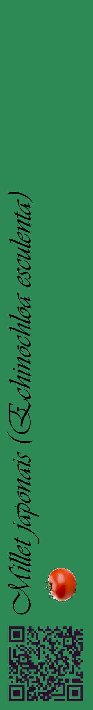 Étiquette de : Echinochloa esculenta - format c - style noire11_basiqueviv avec qrcode et comestibilité simplifiée