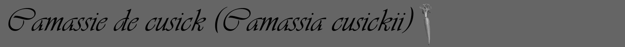 Étiquette de : Camassia cusickii - format a - style noire32viv avec comestibilité simplifiée