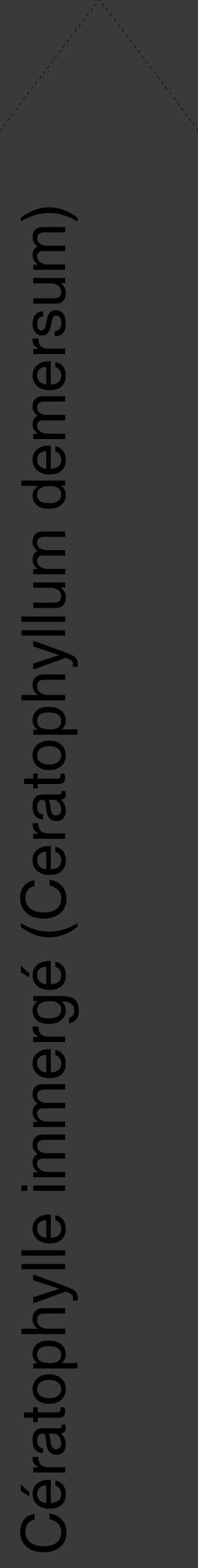 Étiquette de : Ceratophyllum demersum - format c - style noire8_simple_simplehel avec comestibilité - position verticale