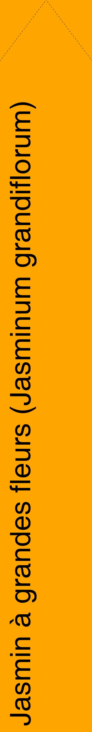 Étiquette de : Jasminum grandiflorum - format c - style noire22_simplehel avec comestibilité