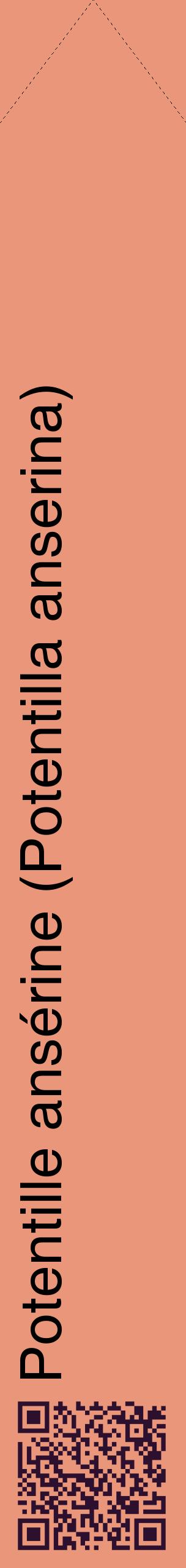 Étiquette de : Potentilla anserina - format c - style noire37_simplehel avec qrcode et comestibilité