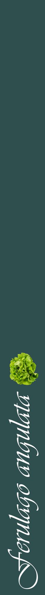Étiquette de : Ferulago angulata - format a - style blanche58viv avec comestibilité simplifiée