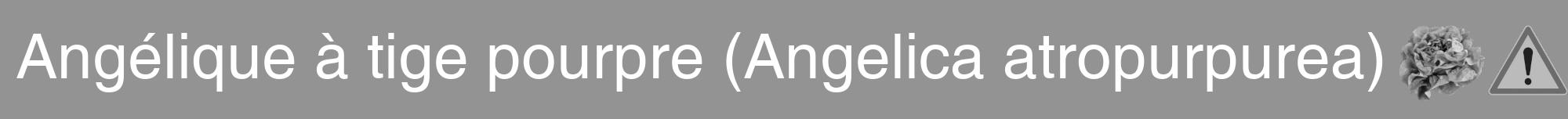 Étiquette de : Angelica atropurpurea - format a - style blanche44basiquehel avec comestibilité simplifiée